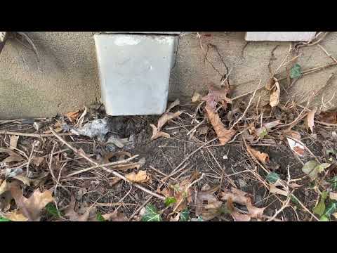Rats Infest Home Via an Exposed Dryer Vent in Plainsboro, NJ