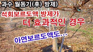 과수 월동기(후) 방제. 석회보르도액 방제가 더 효과적인 경우(아연 보르도액도...)과일나무 월동 후 방제,…