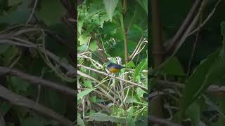 Download lagu Pikat Burung Kemade Cit Keres Di Pinggir Jalan Raya yg ramai kendaraan lewat #shorts mp3