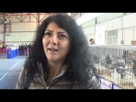 Interviu columbofil doamna Mihaela Mare Valeni de Munte Prahova Romania 5 martie 2022
