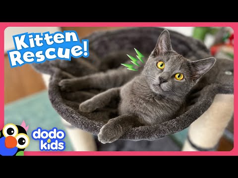 Why Is It So Hard To Rescue This Tricky Kitten? | Dodo Kids | Rescued!