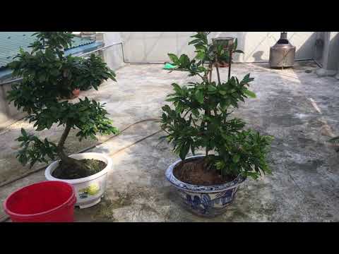 Gim tàn sửa tàn cho cây mai dáng long