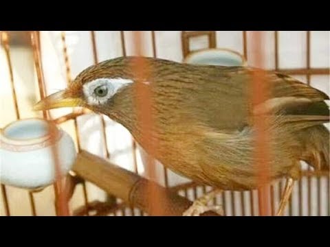 畫眉鳥可以養嗎