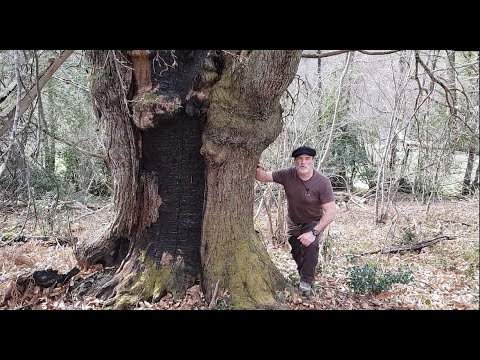 17 Blessure due au feu - Brandnarbe - Fire scar