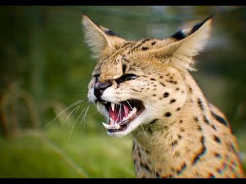 Phakin x 𝕶𝖎𝖉𝖟 𝕯𝖊𝖒𝖝𝖓 - I told cha