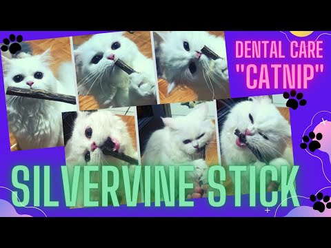 CATS vs SILVERVINE STICK : CATNIP STICK, CAT DENTAL CARE