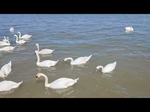 Belgrade in Spring Time