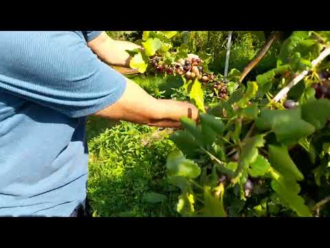 Josta   un arbust super productiv, nepretentios, rezistent