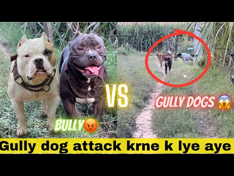 Sikander or beast k upar attack krne k lye aye gully dog ki gang😱||fight hone se bch gye||