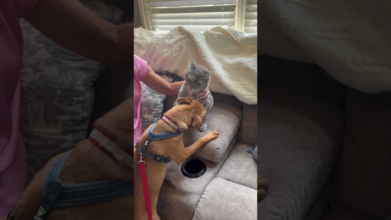 Fletcher, a Adoptable mixed breed in Bessemer, AL video 6/6