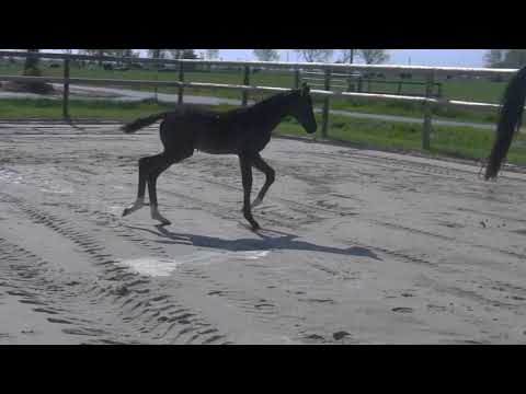 Feinrich x San Amour x Carry Gold