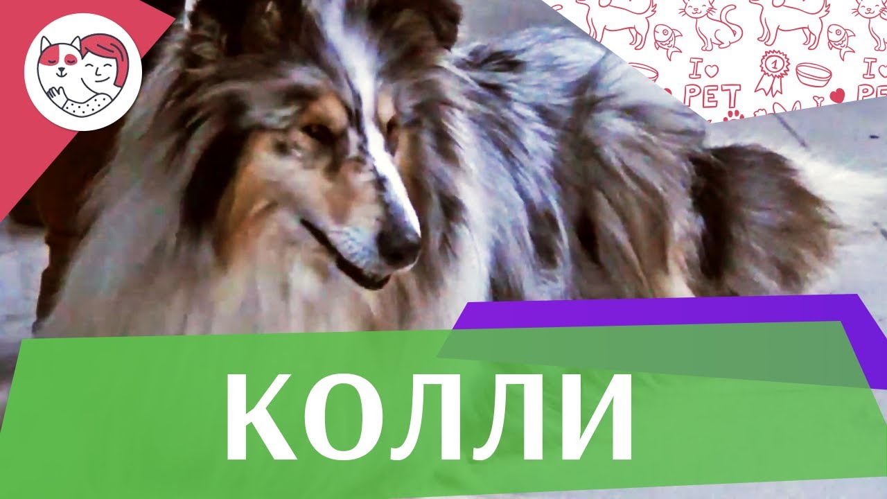 Колли. Особенности породы, уход на ilikepet