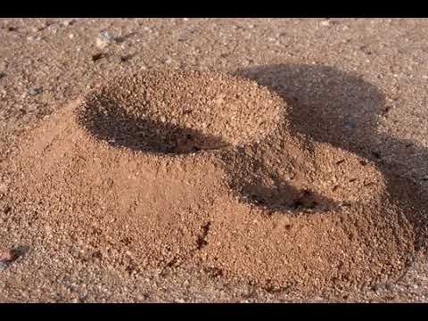 Porridge and the Ant Hill or Porage Portrait The Ghost Town