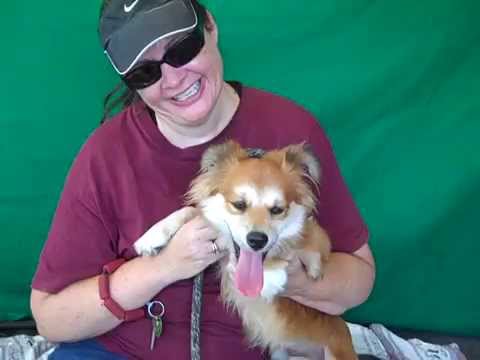 A4875129 Ivan | Dachshund Sussex Spaniel Mix Puppy