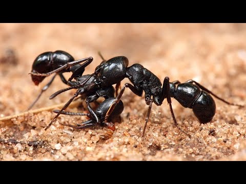 National Geographic Wild - Insect Wars