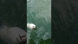 平瀬彪 撮影  シューティングフィッシュ