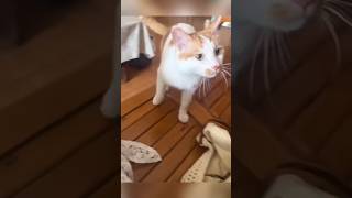 #cat #cute #catvideo #cutecat #funnyvideo #funny #pets