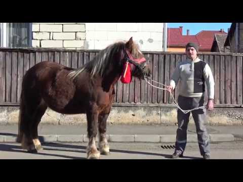 Caii lui Alin de la Gilau, Cluj