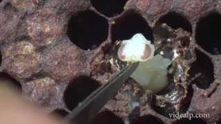 varroa Lyon 3 minutes