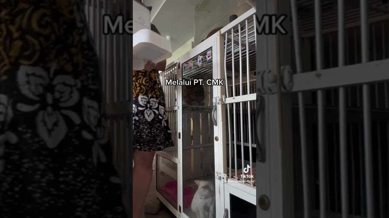 Royal canin vs rajafit