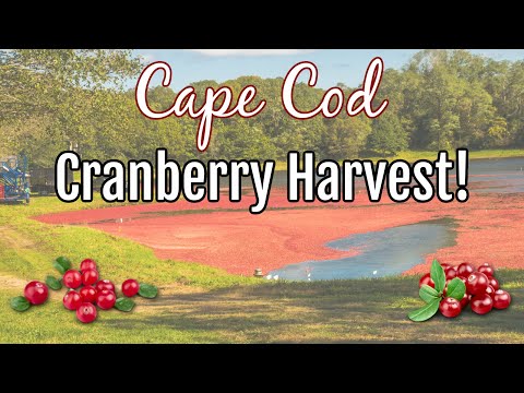 Cape Cod Cranberry Harvest 2021 - Come Along!