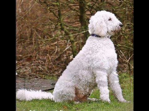 Velocitas ~ GVAV C1 17aug2013 trainingmatch