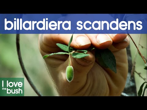 Apple Berry/Billardiera scandens