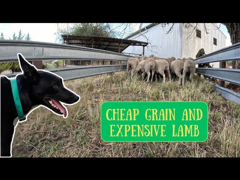AUSTRALIA DAY LAMB | Lambs Going on Grain | Australian Sheep Farming