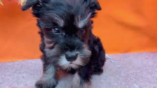 ミニチュアシュナウザーの動画01