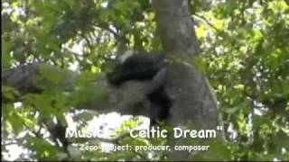 preview picture of video 'Celtic BoabengFiema, African monkey shines'