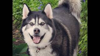 Man and Malamute Sherpa, slideshow of more van life adventures,