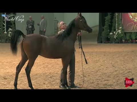 N.142 RADHEE AL SHAQAB - LAS VEGAS 2019 - Arabian World Cup Junior Colts (Class 121B).mp4