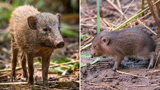 Pygmy Hog 🐗 A Tiny Wild BOAR?!
