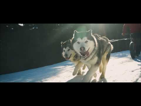 Kostka Raptor mit Hund