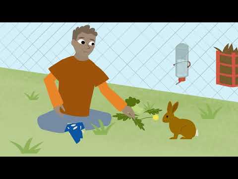 Infocandy Animations Ltd video.