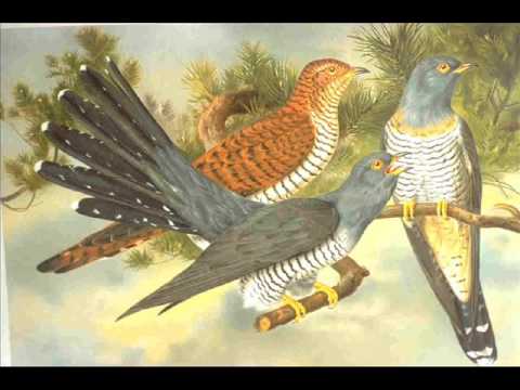 Cuckoo In The Depths Of The Woods
