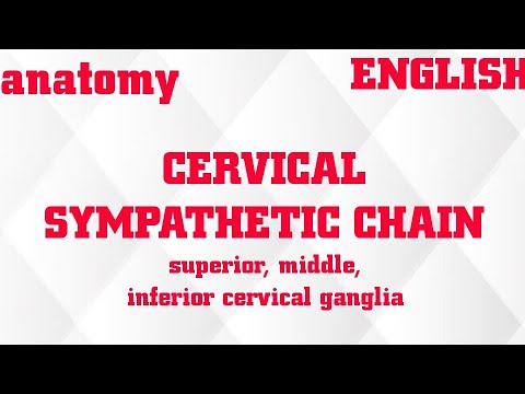 CERVICAL SYMPATHETIC CHAIN/SUPERIOR , MIDDLE, INFERIOR CERVICAL GANGLIA IN ENGLISH/ FIBERS/ORGIN