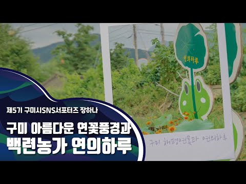 ​구미시SNS서포터즈_경북 구미 백련농가 연의하루와 연꽃 풍경