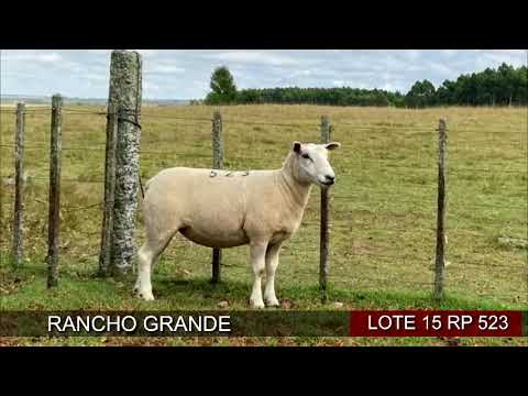 Lote 1 Ovejas en San José