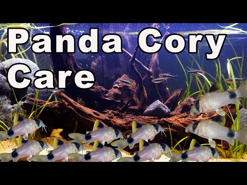 Panda Cory Catfish Care: A GREAT Addition to a Community Aquarium!