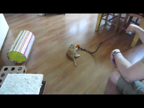 Maine Coon Gunnar (and his first day at his new home)