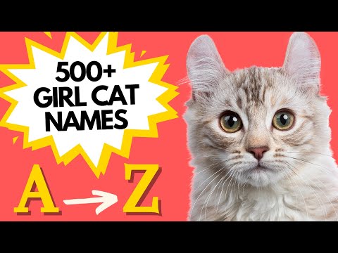 500+ FEMALE CAT Names for EVERY letter of the ALPHABET 🙌🏽| Unique GIRL Cat Names