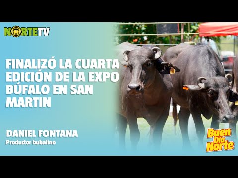 Expo Búfalo en General San Martín: una actividad que no deja de crecer