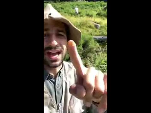 Miele da Pascolo - Apicoltura estrema - Ferdy Wild