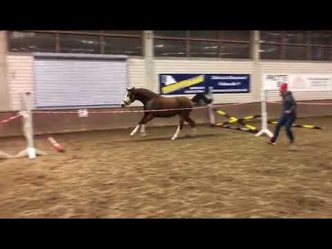 2-jährige Stute v. Baloutelli-Cordobes I