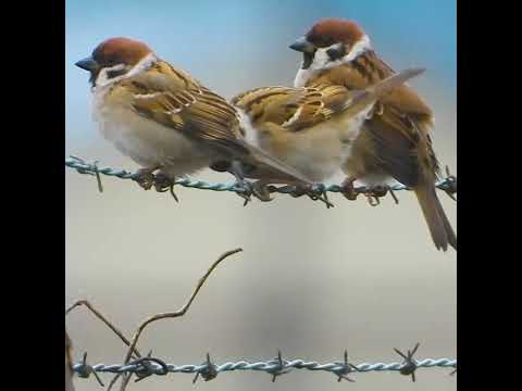 庭の鳥: 野生のスズメを飼いならすにはどうすればよいですか?彼と友達になるために従うべき5つのステップ  庭園