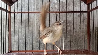 Download lagu Cigun gacor  ini sekali bunyi mampu menaikkan birahi cigun macet bunyi agar kembali bunyi mp3 Download lagu Cigun gacor  ini sekali bunyi mampu menaikkan birahi cigun macet bunyi agar kembali bunyi mp3