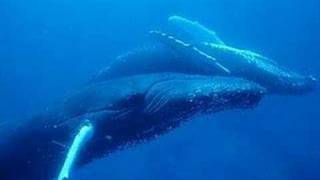 DUNCAN DHU SALITRE Y SUDOR CLIP BALLENAS MAR