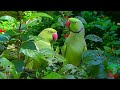 Natural Parrot Sounds Compilation