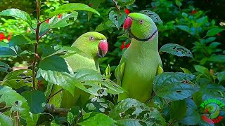 Download lagu Kompilasi Suara Burung Beo Alami mp3